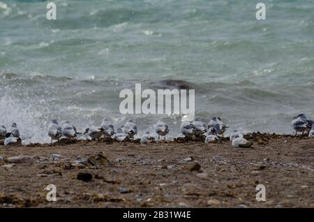 Un troupeau de goélands méditerranéens ( Larus melanocephalus ) sur une plage près de Glyfada Athènes Grèce. Les goélands commencent tout juste à perdre leur prune d'hiver Banque D'Images