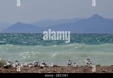 Un crâne méditerranéen ( Larus melanocephalus ) sur une plage près de Glyfada Athènes Grèce. Les goélands commencent juste à perdre leur plumage d'hiver comme spr Banque D'Images