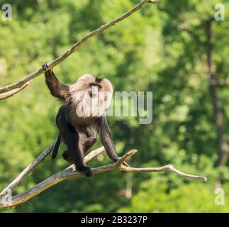 singe macaque à queue de lion marchant sur des branches mortes dans le zoo Banque D'Images