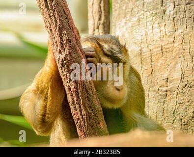 le singe macaque dort sur la tige dans le zoo Banque D'Images