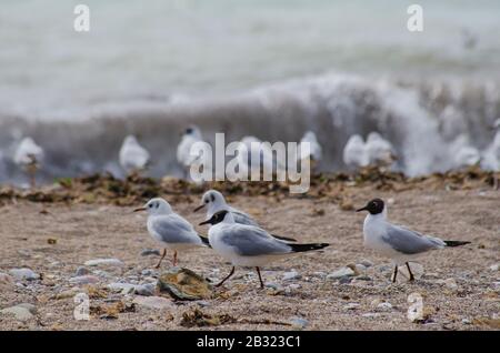 Un troupeau de goélands méditerranéens ( Larus melanocephalus ) sur une plage près de Glyfada Athènes Grèce. Les goélands commencent tout juste à perdre leur prune d'hiver Banque D'Images