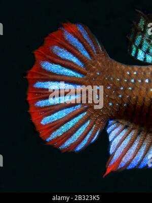 Cressent Betta, Betta imbellis, Betta Paon Banque D'Images