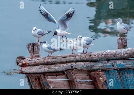 Shandong, Shandong, Chine. 4 mars 2020. Shandong, CHINE-le paysage urbain de Qingdao, province de Shandong.Cette ville de bord de mer a les vagues bleues qui déchient la mer, les mouettes qui vivent sur la mer, la plage pleine de soleil, l'architecture européenne qui porte l'histoire et la culture, le paysage est unique et beau. Crédit: Sipa Asia/Zuma Wire/Alay Live News Banque D'Images