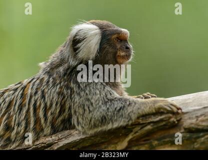 marmoset commun (callithrix jacchus) portrait de singe du profil dans le zoo pilsen Banque D'Images