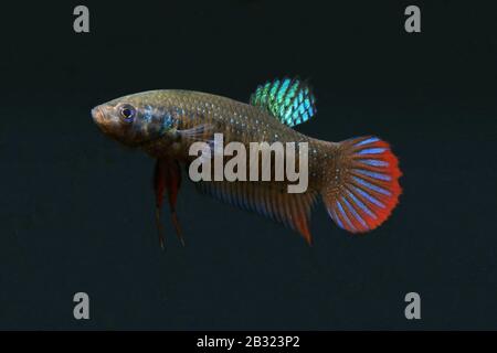 Cressent Betta, Betta imbellis, Betta Paon Banque D'Images