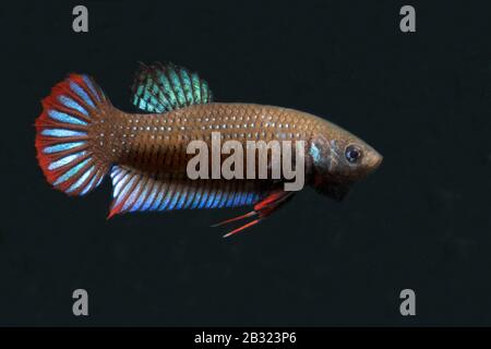 Cressent Betta, Betta imbellis, Betta Paon Banque D'Images