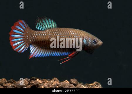 Cressent Betta, Betta imbellis, Betta Paon Banque D'Images