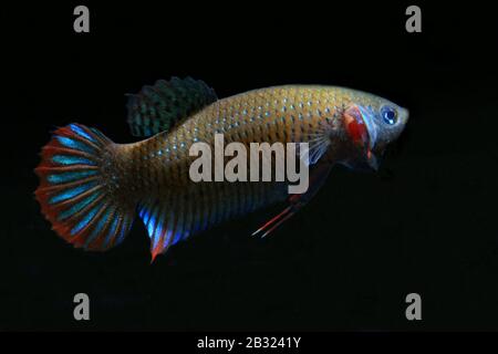 Cressent Betta, Betta imbellis, Betta Paon Banque D'Images