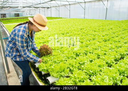 Belle jeune agriculteur asiatique femme cueillir ou sélectionner des légumes frais salade laitue comme récolte dans l'agriculture biologique hydroponique. Banque D'Images