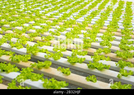 Culture biologique des légumes hydroponiques serre agricole.concept de saine alimentation. Agriculture. Production alimentaire. Banque D'Images