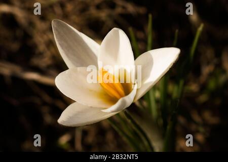 Macro-shot de bourgeon en fleurs Crocus alatavicus . Magnifique arrière-plan de printemps. Fleurs du premier printemps fleuries dans le jardin Banque D'Images