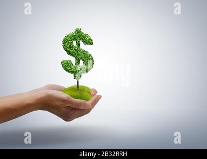Image des mains humaines tenant la plante en forme de dollar avec isolat sur un fond blanc. Banque D'Images
