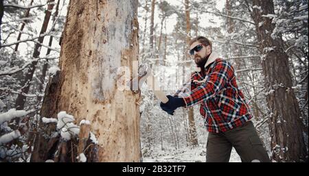 Homme hacher vieux arbre, hiver Banque D'Images