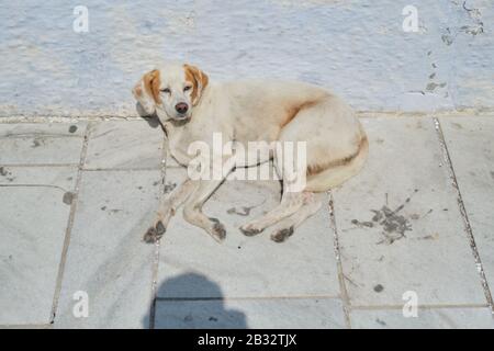 Chien de sommeil sans abri allongé sur la route le jour ensoleillé de l'été Banque D'Images