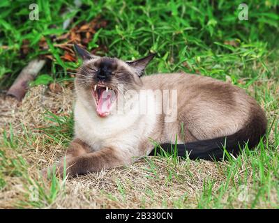 Chat siamois à large bouche ouverte. Chat siamois avec des caries dans les dents. Banque D'Images