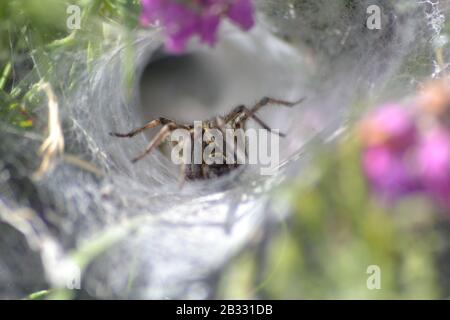 Labyrinthe Spider attendant la nourriture, sur le sentier côtier de Pembrokeshire. Pays De Galles. Banque D'Images