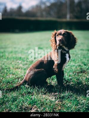 Chiot dans le parc Banque D'Images