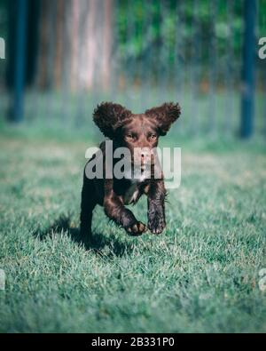 Chiot dans le parc Banque D'Images
