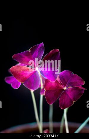 De belles feuilles d'oxalis purpurea sur fond noir Banque D'Images