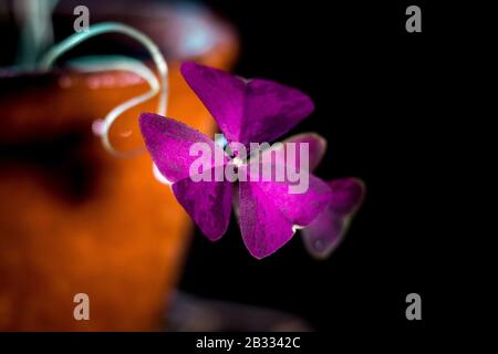 De belles feuilles d'oxalis purpurea sur fond noir Banque D'Images