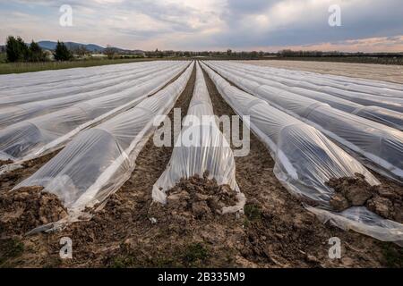 les plants d'asperges poussent en hauteur avec de beaux feuillages de type fern tout au long de l'été. Banque D'Images