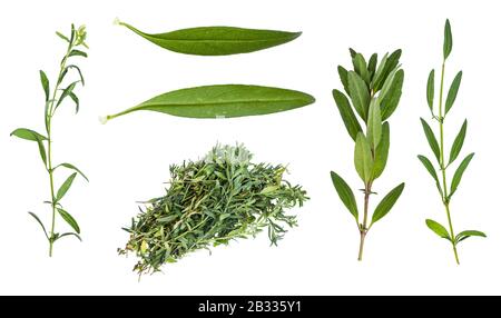 ensemble de feuilles fraîches d'herbacée hyssop (hyssopus) isolées sur fond blanc Banque D'Images