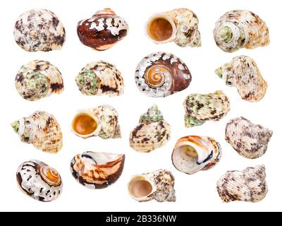 ensemble de coquillages de mollusques isolés sur fond blanc Banque D'Images