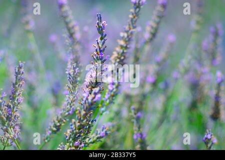 gros plan sur la fleur de lavande en provence -sud de la france - Banque D'Images