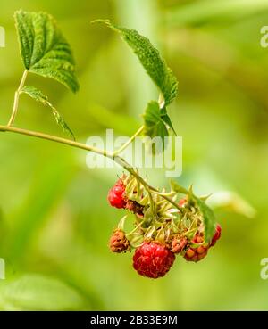 bouquet de framboises sauvages sur une brindille avec peu de feuilles, détail Banque D'Images