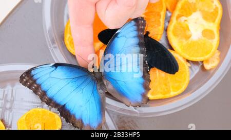 Le gros papillon bleu se trouve sur une main masculine. Gros plan. Banque D'Images