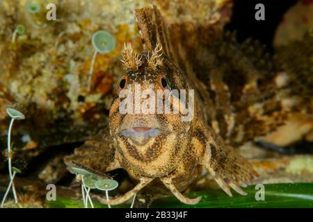 Tompot blenny, Parablennius gattorugine, avec algues Mermaids Cup, Acetabularia acétabulum, Tamariu, Costa Brava, Espagne, Mer méditerranée Banque D'Images