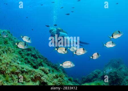 Bam commun à deux bandes, Diplodus vulgaris et plongée sous-marine, Diplodus vulgaris, Tamariu, Costa Brava, Espagne, mer Méditerranée, MR Banque D'Images