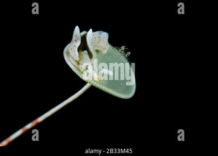 Escargot de velours vert, Elysia viridis, alimentation sur les algues vertes, Acetabularia acetabulum, Tamariu, Costa Brava, Espagne, mer Méditerranée Banque D'Images