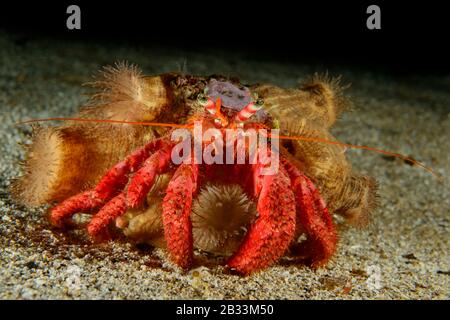 Crabe ermite rouge, Dardanus arrosor, avec Hermit anemone, Calliactis parasitica, Tamariu, Costa Brava, Espagne, mer Méditerranée Banque D'Images