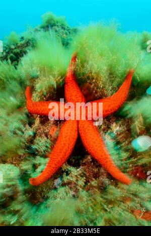 Étoile de mer rouge méditerranéenne, mer d'Echinaster, Tamariu, Costa Brava, Espagne, Méditerranée Banque D'Images