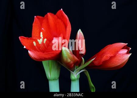 Fleurs d'intérieur hippiastrum rouges sur tiges vertes. Macro nuit sur fond noir. Banque D'Images