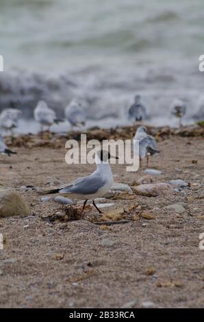 Un crâne méditerranéen ( Larus melanocephalus ) sur une plage près de Glyfada Athènes Grèce. Les goélands commencent juste à perdre leur plumage d'hiver comme spr Banque D'Images