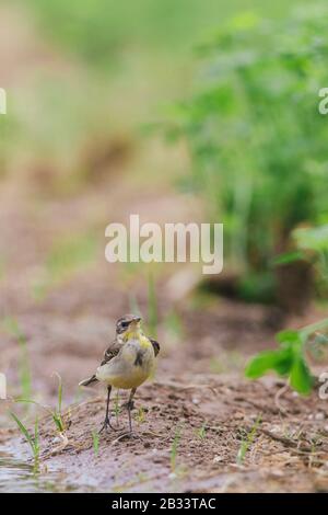 Oiseau jaune perché sur une ferme Banque D'Images