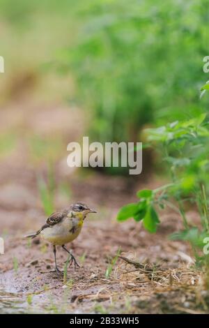 Oiseau jaune perché sur une ferme Banque D'Images