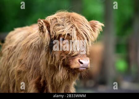Portrait de Scottish Highland Cow (Hairy Coo) avec sa fourrure longue Banque D'Images