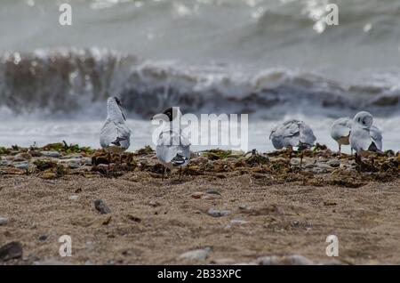 Un troupeau de goélands méditerranéens ( Larus melanocephalus ) sur une plage près de Glyfada Athènes Grèce. Les goélands commencent tout juste à perdre leur prune d'hiver Banque D'Images