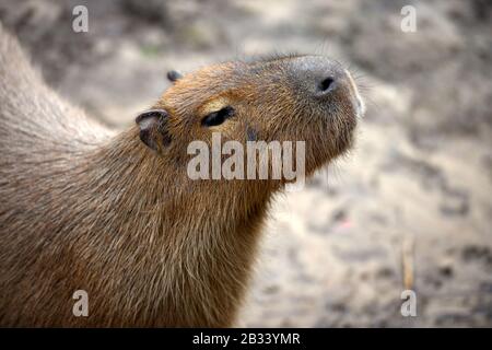 Capybara (Hydrochoerus hydrochaeris). Gros plan portrait Banque D'Images