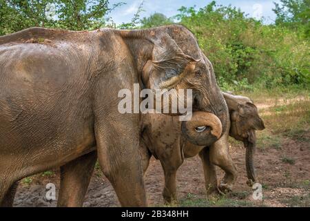 Profondément à l'intérieur du parc national Udawalawe dans la province du sud du Sri Lanka, un bébé éléphant ludique apprend d'un autre membre du troupeau. Banque D'Images