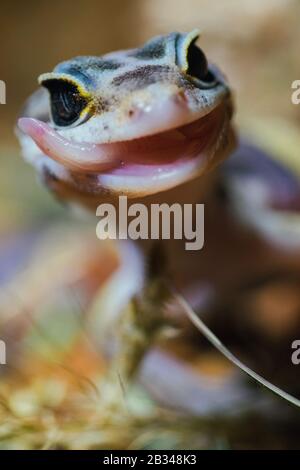 Gecko léopard dans son habitat naturel Banque D'Images