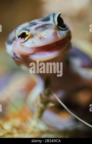 Gecko léopard dans son habitat naturel Banque D'Images