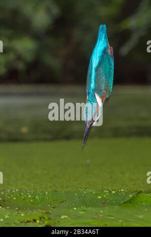 River kingfisher (Alcedo atthis), chasse, tombant dans l'eau aussi vite qu'une flèche, Pays-Bas, Naarden Banque D'Images