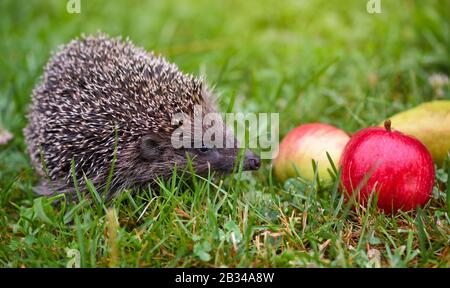 Hedgehog (Erinaceus Europaeus) sur une herbe verte près des pommes Banque D'Images