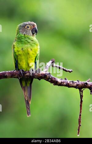 Une conure à tête dusky (Aratinga weddellii), perchée sur une branche, Amérique du Sud Banque D'Images