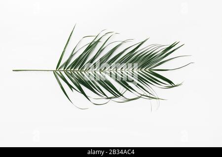 Mise en page créative en blanc de la leafe tropicale verte Banque D'Images