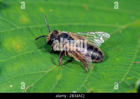 Abeille d'extraction de chocolat, abeille d'aubépine (Andrena carantonica), femelle sur une feuille, Allemagne Banque D'Images